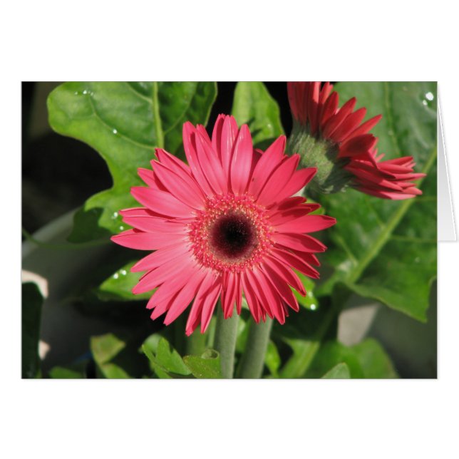 Gerbera Daisy (Devant horizontal)