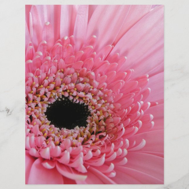 Gerbera Daisy (Devant)