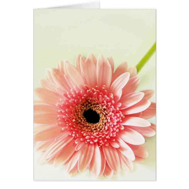 Gerbera Daisy (Devant)