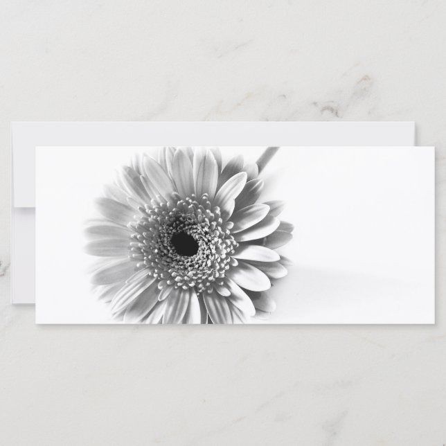 Gerbera Daisy (Devant)