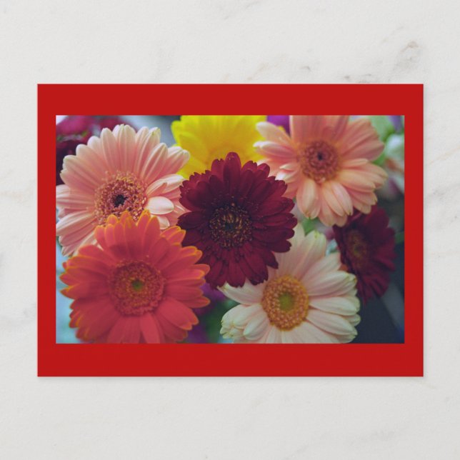 Gerbera Daisy Carte postale de l'art de la fleur (Devant)