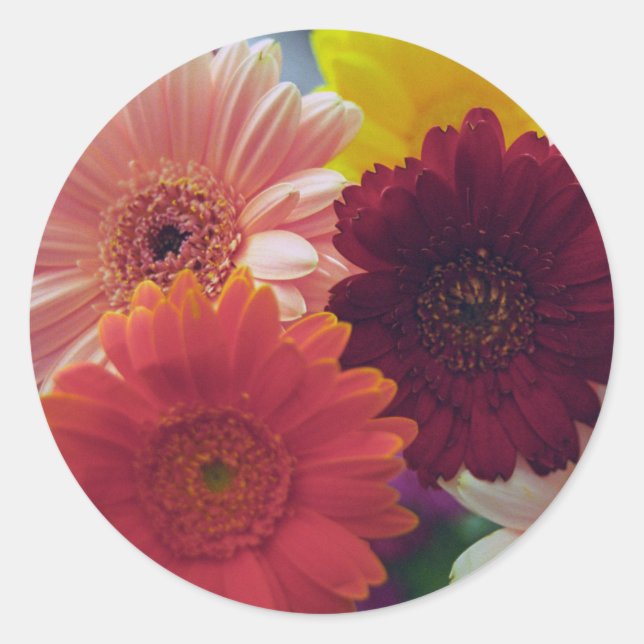 Gerbera Daisy Flowers Stickers Art Décal (Devant)