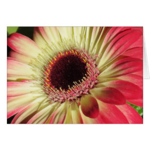 Gerbera Daisy - Gros plan