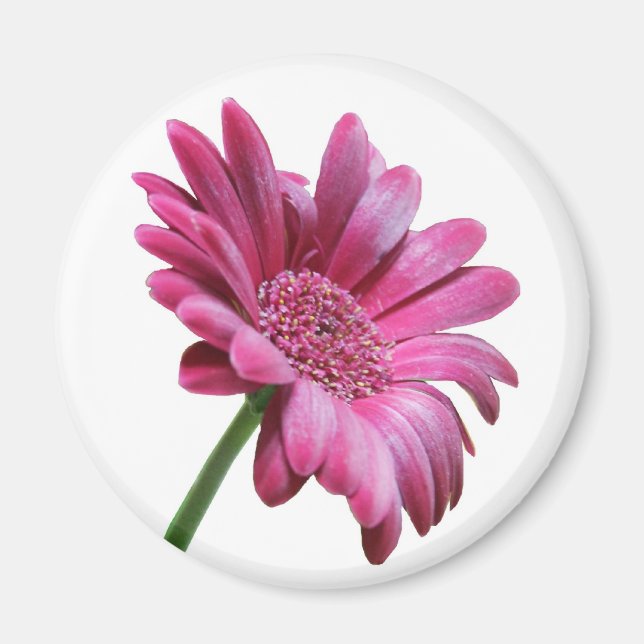 Gerbera Daisy Magnet rond (Devant)