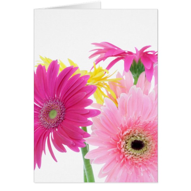 Gerbera Daisy Piink Fleurs (Devant)