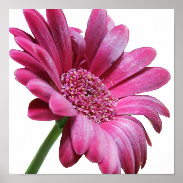 Gerbera Daisy Poster Imprimer (Devant)