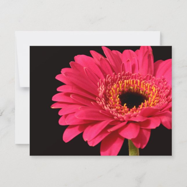 Gerbera en rose (Devant)