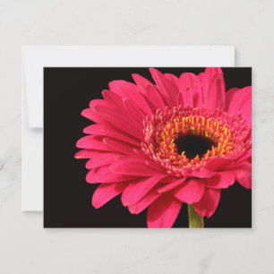 Gerbera en rose