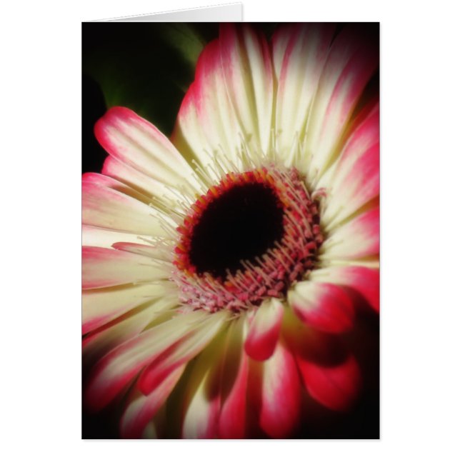 Gerbera Glow - Daisy (Devant)