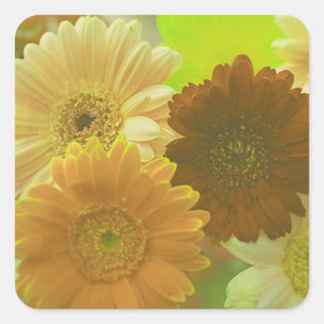 Gérbera jaune Fleurs marguerites autocollants (Devant)