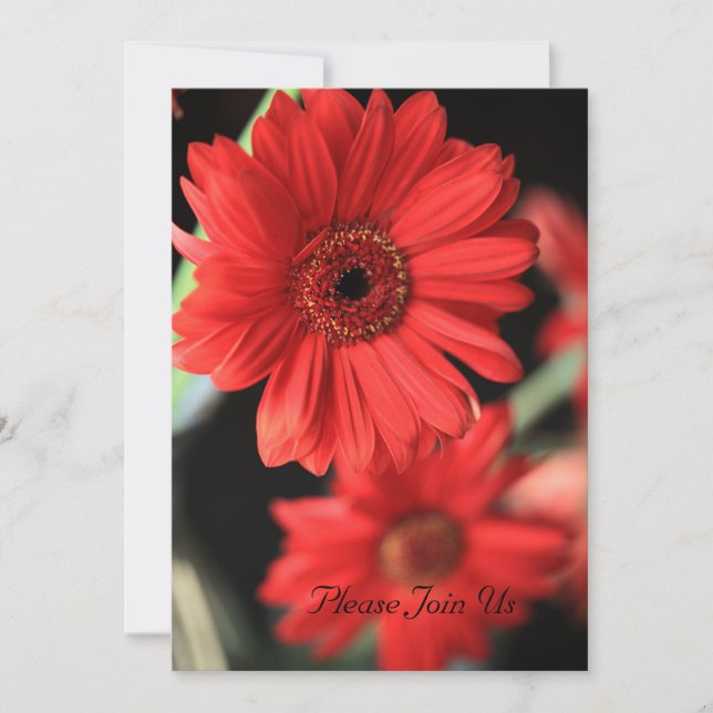 Gerbera Plaisir Invitation (Devant)