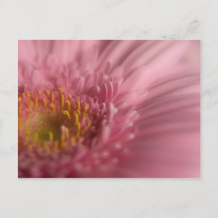 Gerbera rose ・ Carte postale