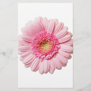 Gerbera Rose Daisy