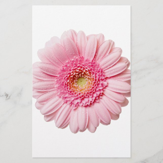 Gerbera Rose Daisy (Devant)