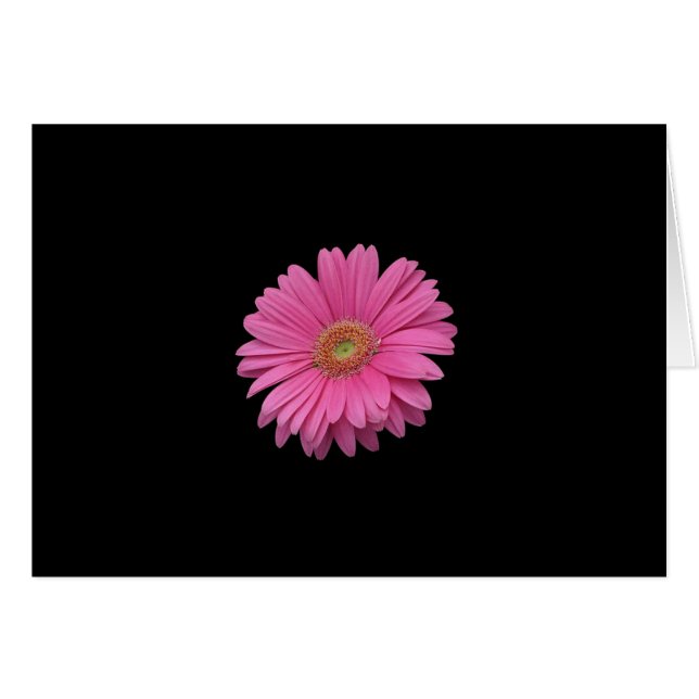 Gerbera Rose Daisy (Devant horizontal)