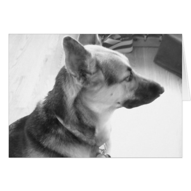 German Shepherd (Devant horizontal)