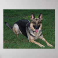 German Shepherd Poster
