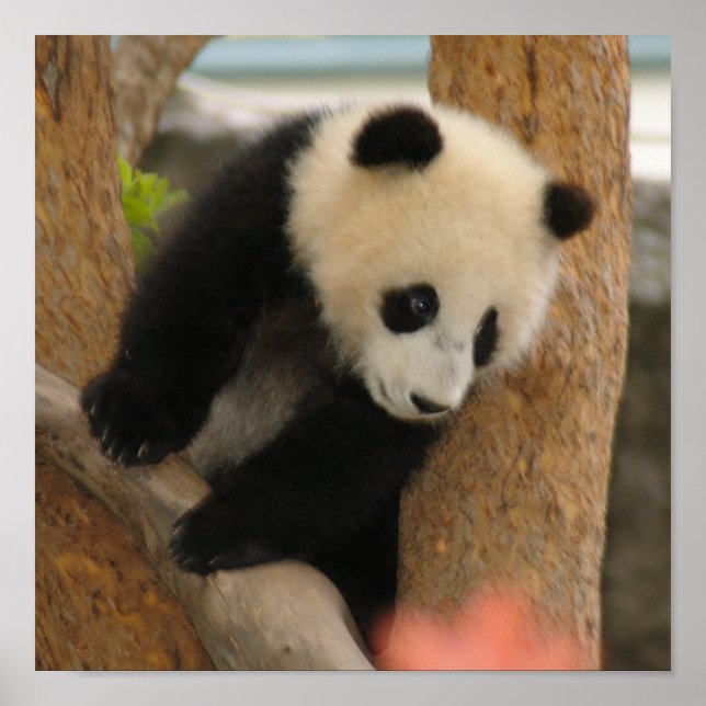 Giant Panda Bear & Baby Panda Poster (Devant)