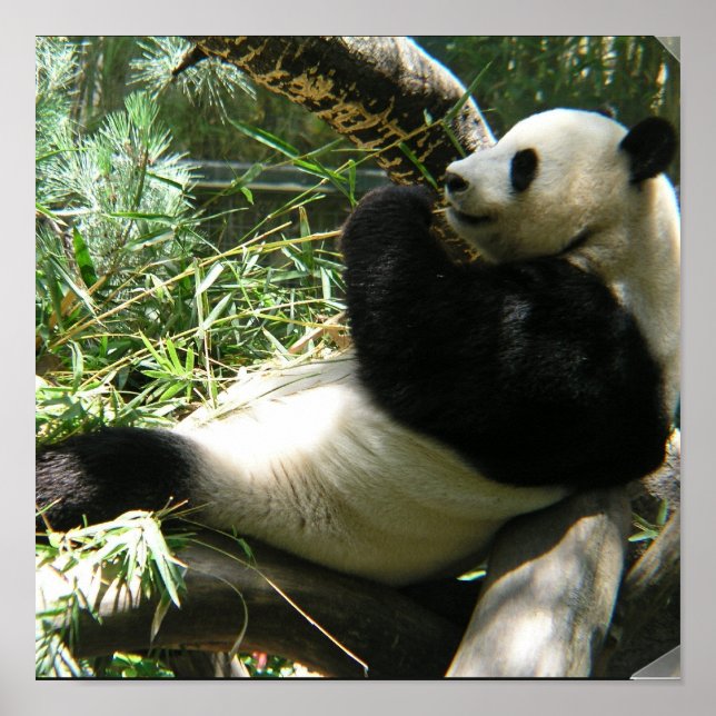 Giant Panda Bear Poster (Devant)