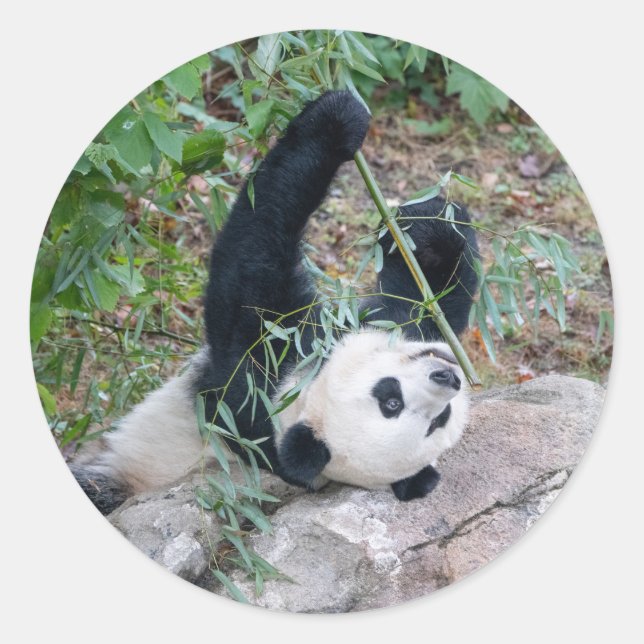 Giant Panda Eating Lunch Stickers (Devant)