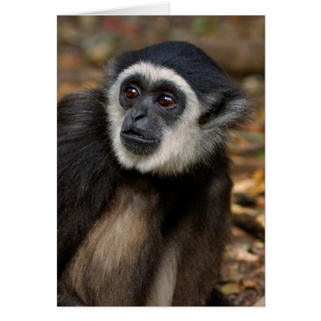 Gibbon à mains blanches (Hylobates Lar), Monkeylan (Devant)