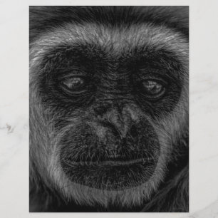 Gibbon faune indonésie mammifère