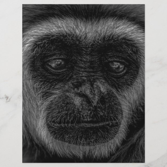 Gibbon faune indonésie mammifère (Devant)