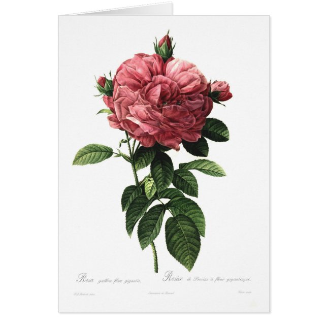 Giganteo de flore de gallica de Rosa (Devant)