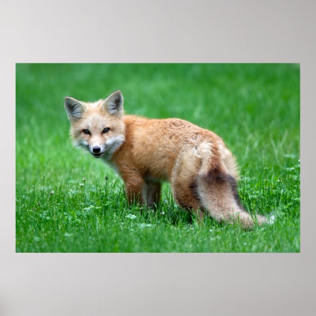 Gigantic Red Fox Poster (Devant)
