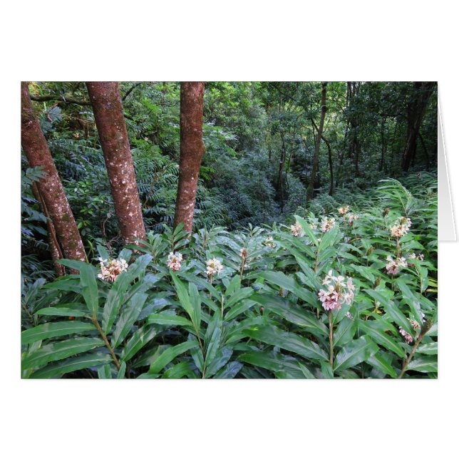 Gingembre hawaïen (Devant horizontal)