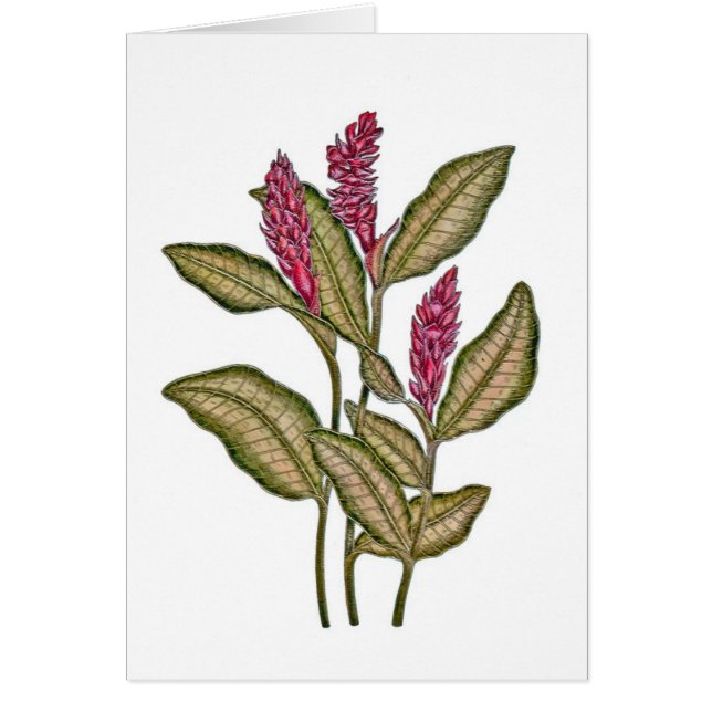 Gingembre rouge (Devant)