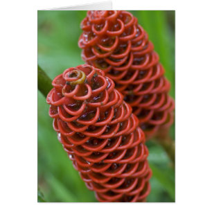 Gingembre rucher, Zingiber spectabile),