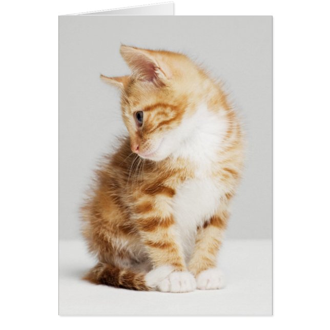 Ginger Kitten (Devant)