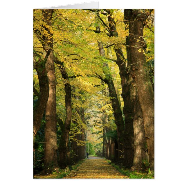 Ginkgo Biloba (Devant)