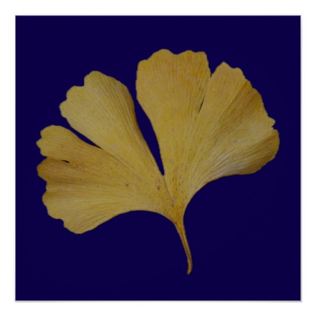 Ginkgo Leaf Poster (Devant)