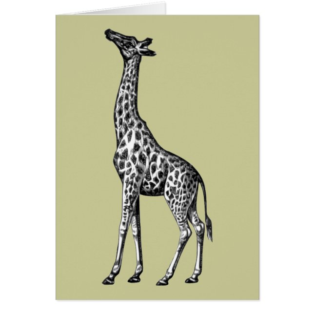 Girafe (Devant)