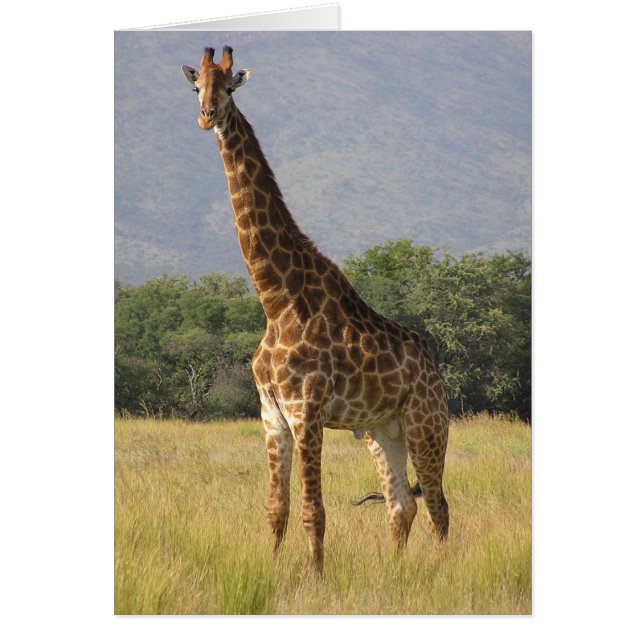 Girafe (Devant)
