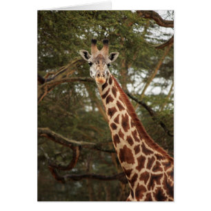 Girafe