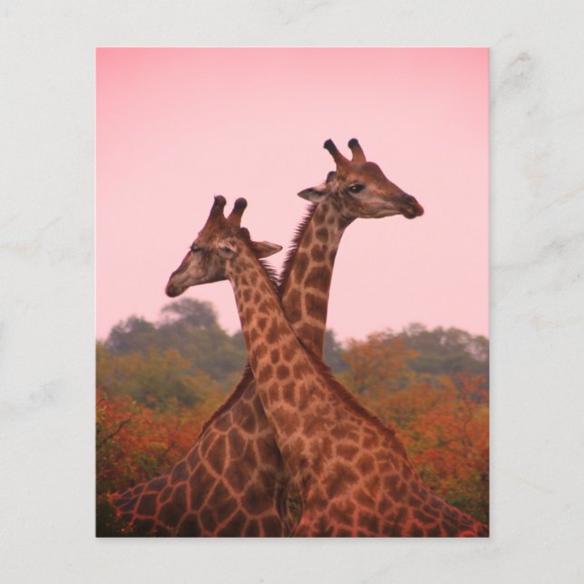 Girafe au ciel rose (Devant)
