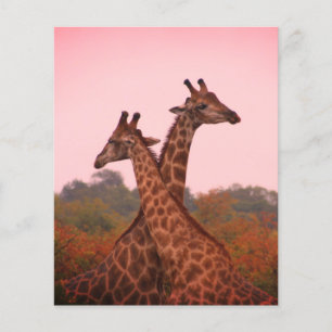 Girafe au ciel rose