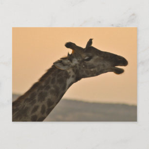 Girafe avec carte postale d'oiseau