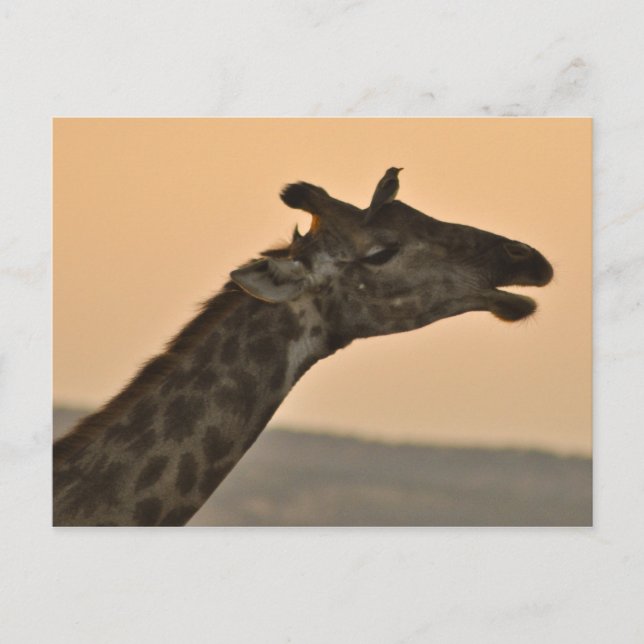 Girafe avec carte postale d'oiseau (Devant)