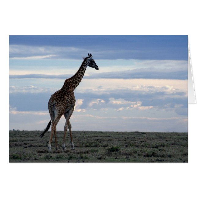 girafe en maasai mara (Devant horizontal)