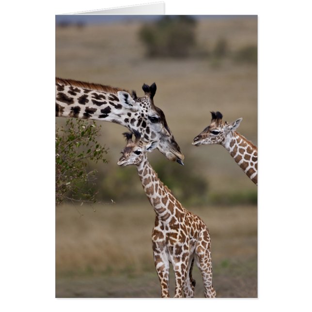 Girafe maasaï (Giraffa tippelskirchi) (Devant)