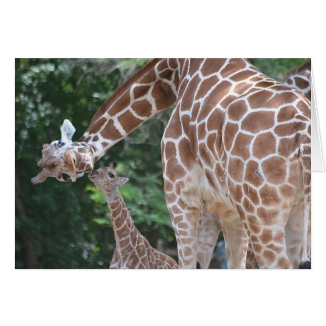Girafe Mère et Bébé (Devant horizontal)