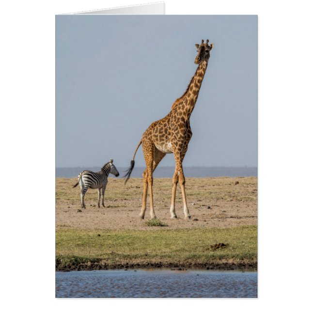 Girafe près d'un point d'eau (Devant)