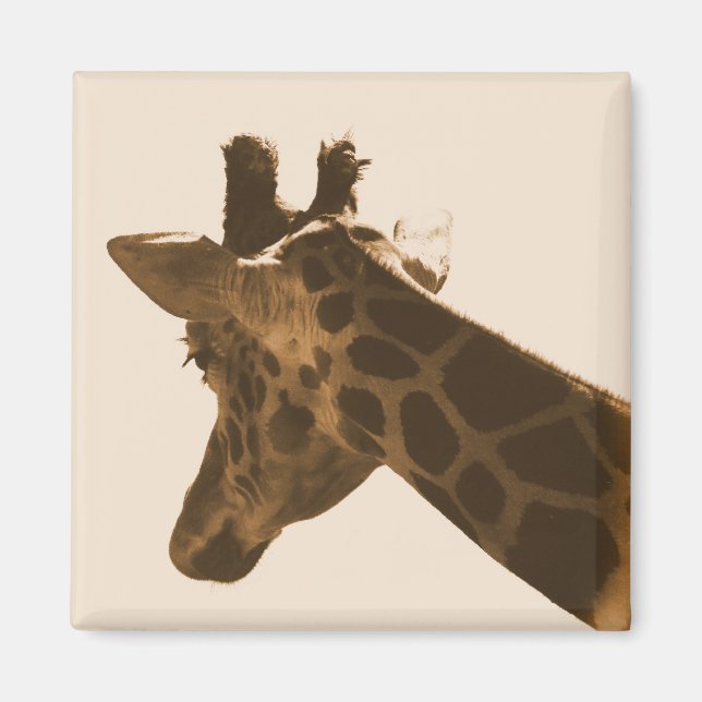 girafe réticulée en aimant sépia (Devant)