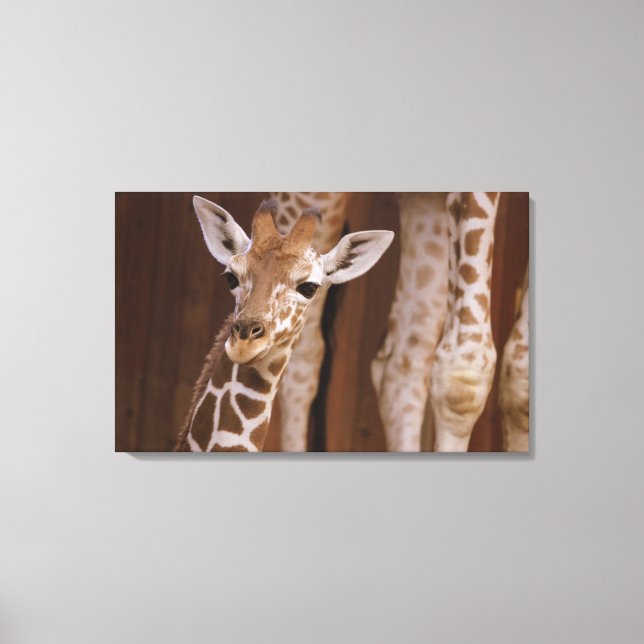 Girafe sur toile (Recto)