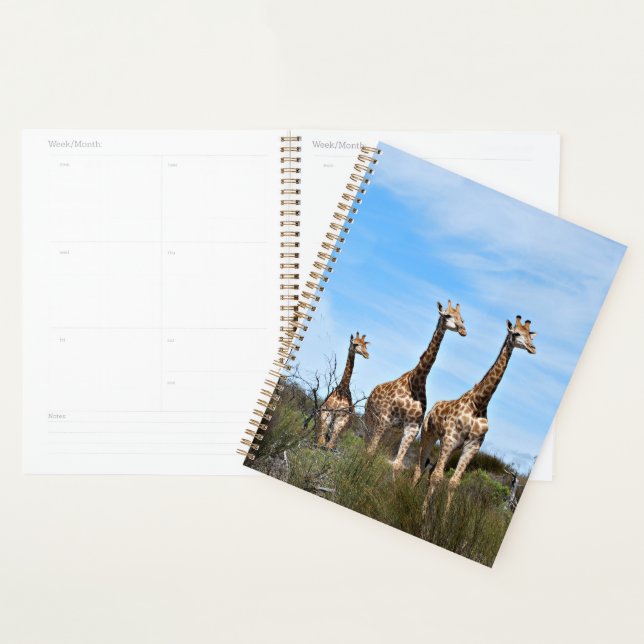 Girafes au lever du jour paisible (Devant avec enveloppe)