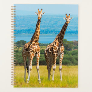 Girafes dans la savane, Ouganda
